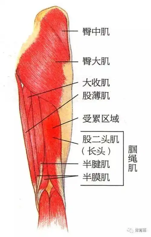 大腿后侧肌肉拉伤的原因如何预防以及康复训练