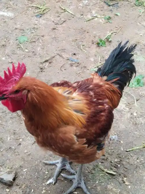 150天以上,青脚麻鸡!