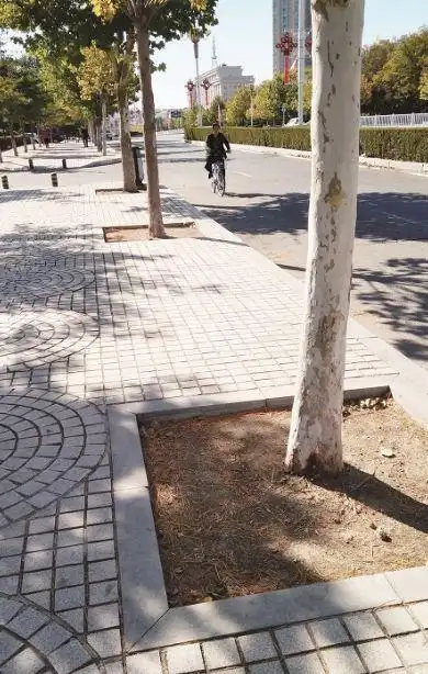 抹水泥盖木条种花草露土面景观树坑需兼顾美观与树木生长