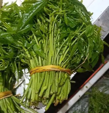 云南普洱特产火镰菜鲜货