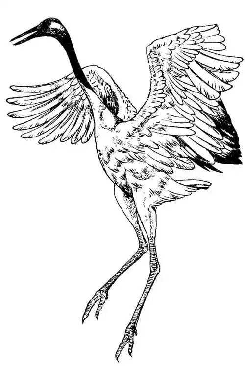 分享 | 千姿百态的"仙鹤"白描图,全都齐了!