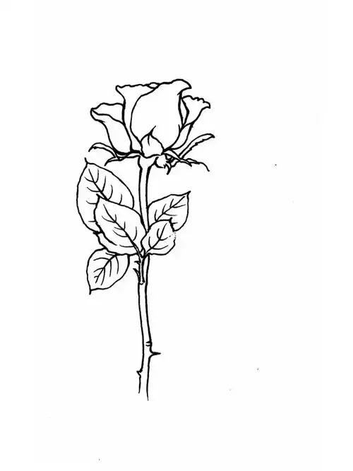 玫瑰线稿
