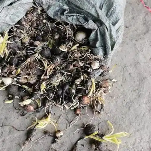 观赏性强的幻景,黄,红花石蒜种球随你选美