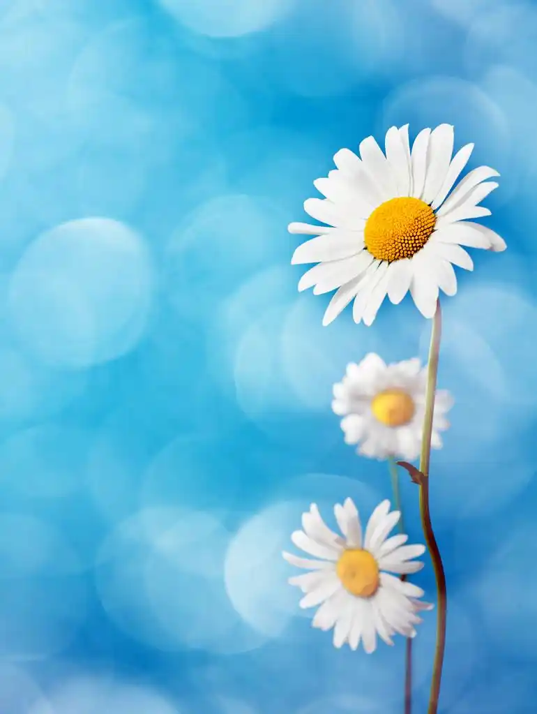 黛西,蓝色背景上的雏菊花.