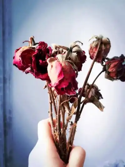 枯萎的玫瑰花