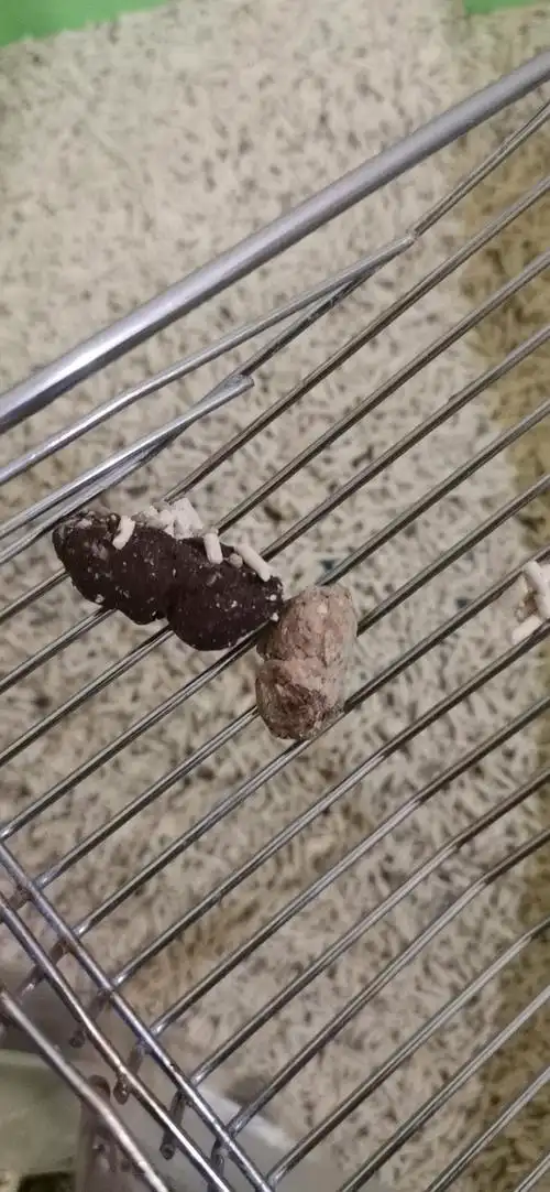 【求问】请问你家猫屎也这样过吗