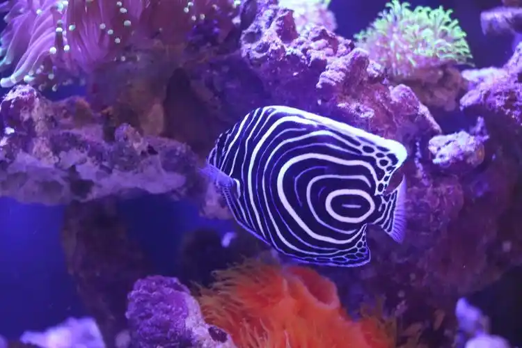 大连出10cm肥蓝圈老鱼