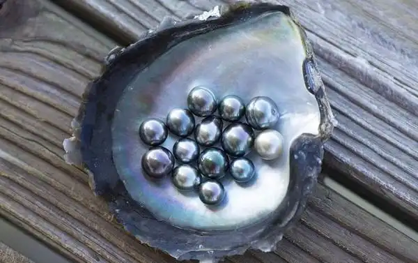 大溪地黑珍珠