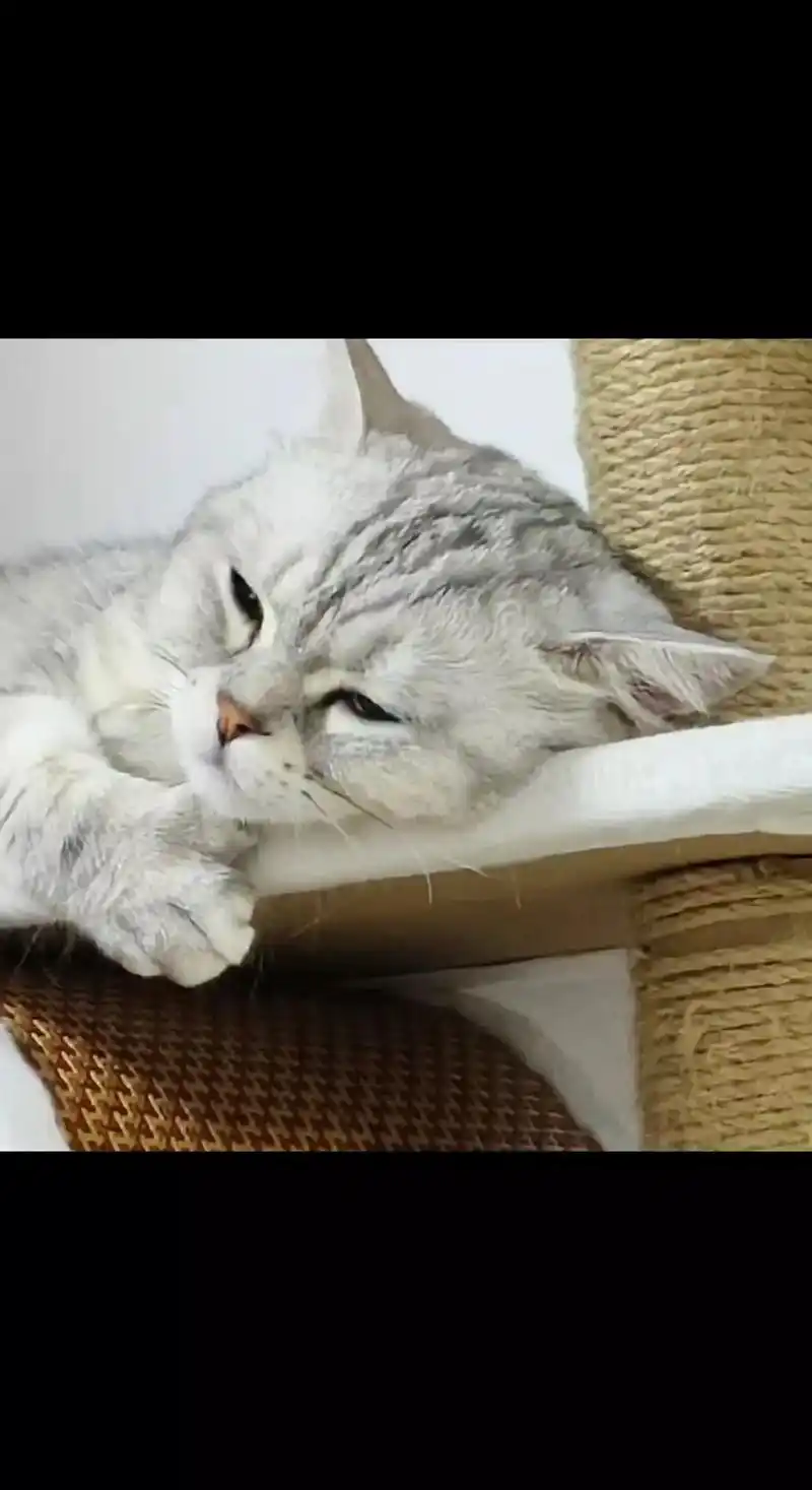 委屈巴巴的小猫