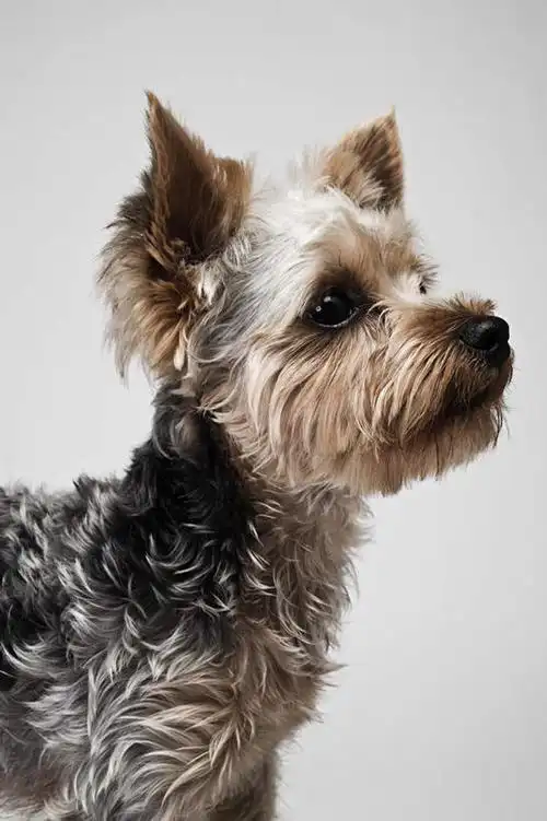 头,无人,站,竖图,室内,特写,白天,白色背景,侧面,宠物,狗,约克夏,梗犬