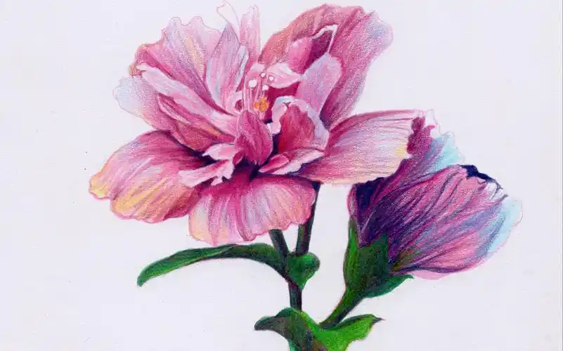 木槿花彩铅画基础插画