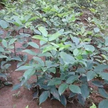 大量供应红豆树苗20公分以上