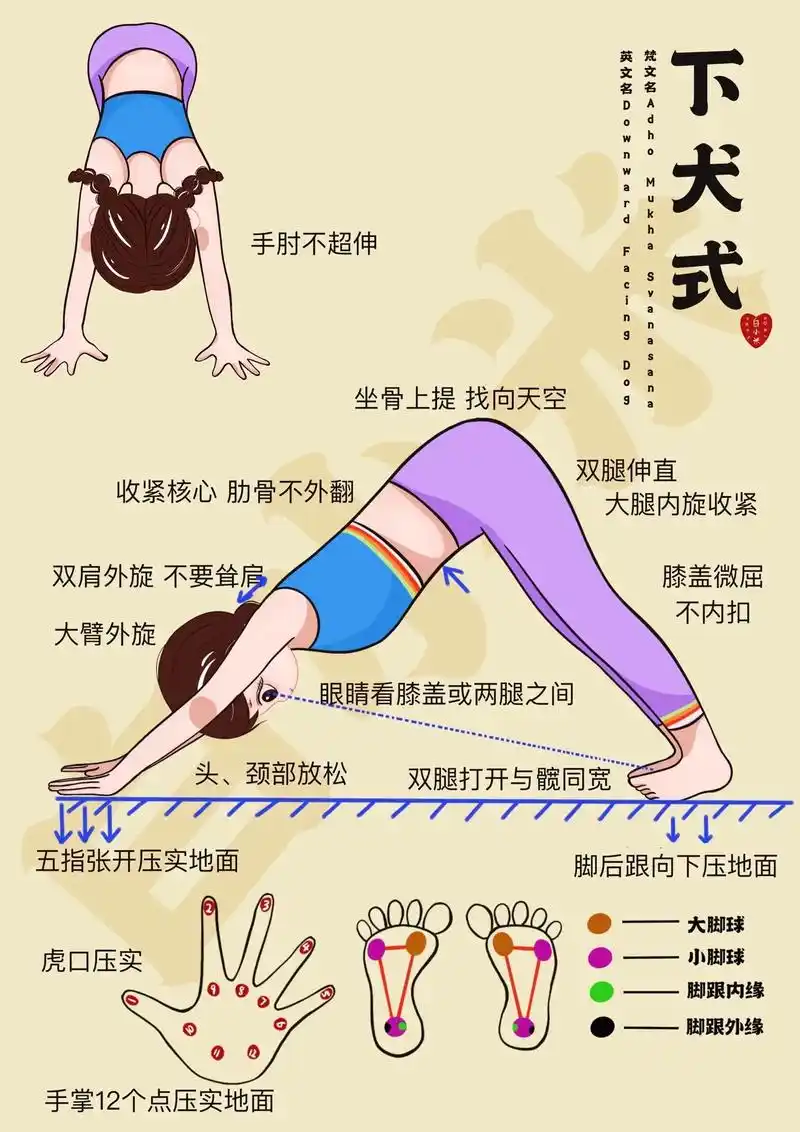 瑜伽笔记——下犬式详细笔记.正位细节: 1)头顶———头颈部 - 抖音