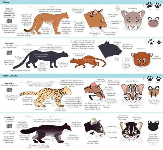 猫科动物百科全书