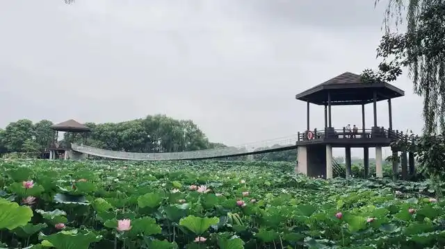 江南赏荷圣地之荷塘月色