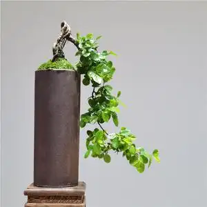 提根雀梅盆景老桩室内精品绿植悬崖办公室茶台桌面观赏树小叶盆栽