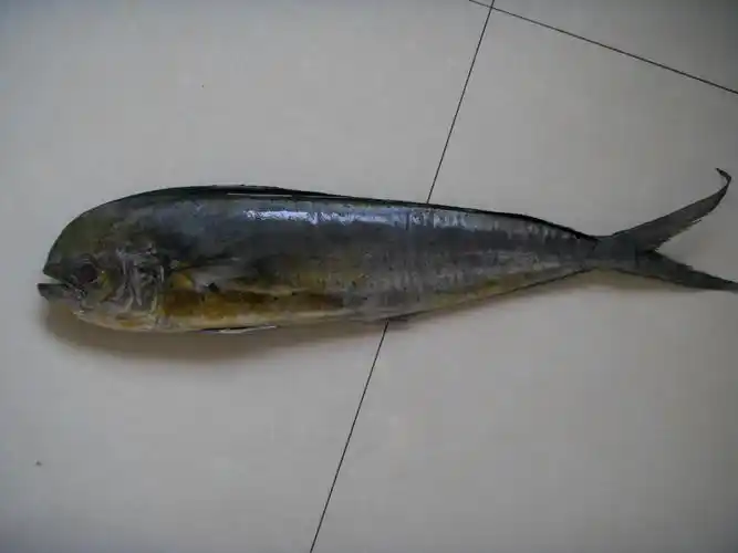 求助 这是什么鱼啊 怎么做好吃 在线等 高分值