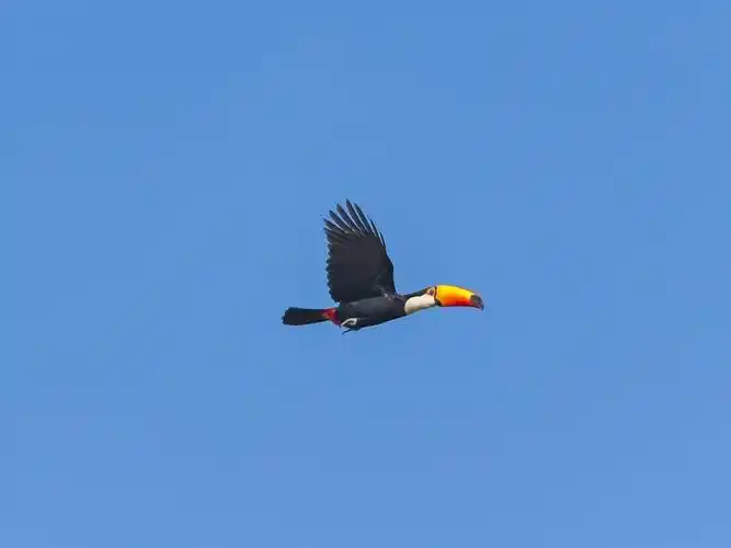 巨嘴鸟飞行的天空-鸟类摄影高清壁纸