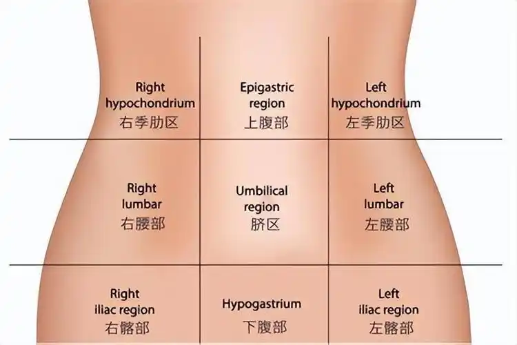 胃痛位置在哪里?