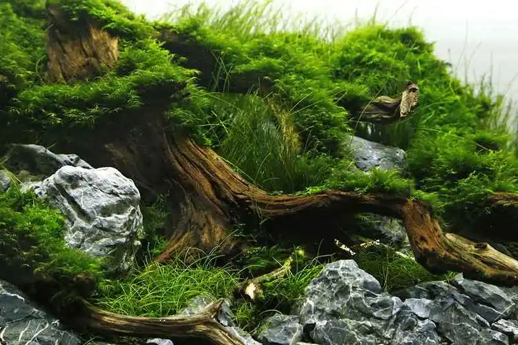 小清新60cm青龙石沉木造景草缸图片欣赏