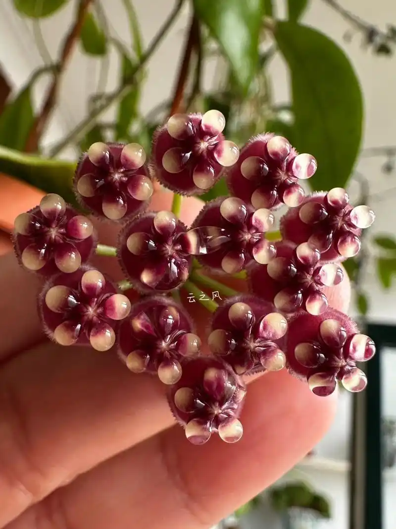 蜜汁满满-威特球兰