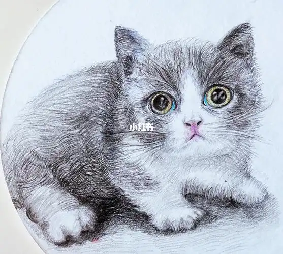 英短猫彩铅画中间是9岁彩铅尝试