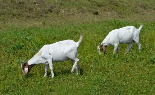 英国语文第二册(mp3 中英字幕) 第4期:两只山羊