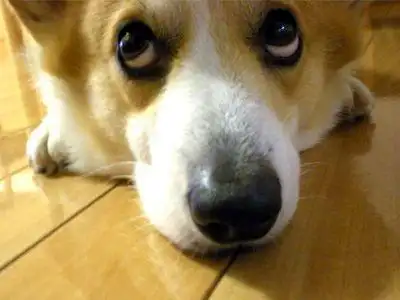 动物这么做也很萌向上看不是让你翻白眼,更不要加上yin笑第三式,向上