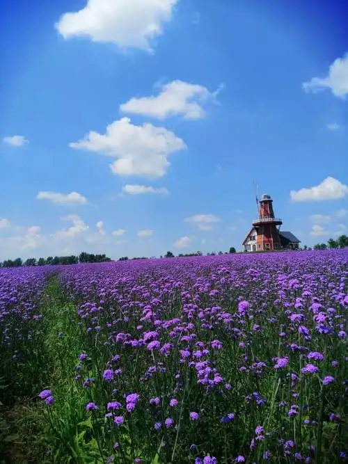 老爸老妈们的浪漫——薰衣草庄园之旅