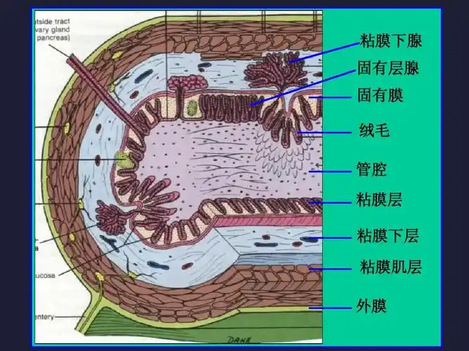 粘膜下腺 固有层腺 固有膜 绒毛 管腔 粘膜层 粘膜下层 粘膜肌层 外膜