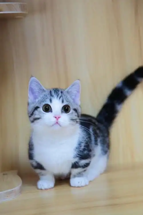 起司矮脚弟弟超级可爱的小短腿 肥嘟嘟. 来自美短猫舍 - 微博