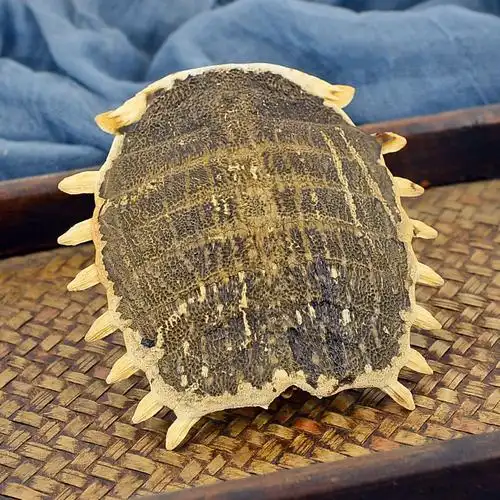 小药仙鳖250g克中中药材生鳘甲鱼壳鳖壳团鱼壳其他药食同源食品