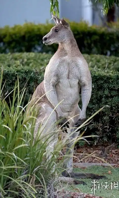 澳拳击袋鼠走红 身高超2米体重近200