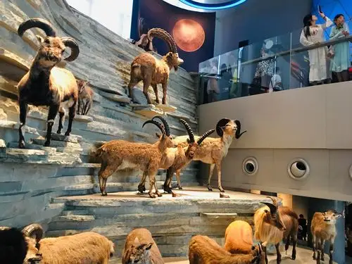 上海自然博物馆 - 美篇