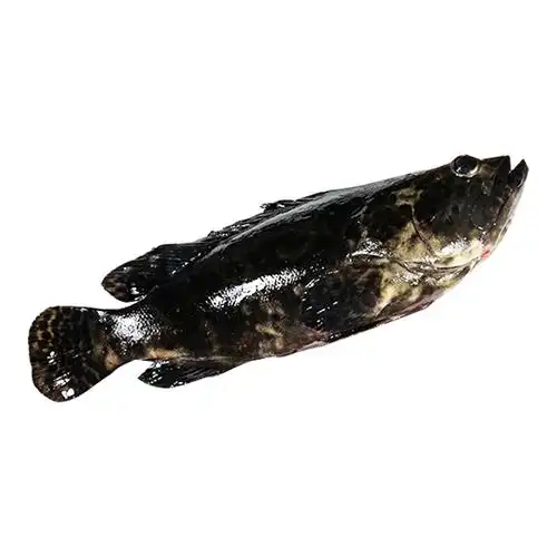 龙胆渔民1000g珍珠龙珍珠石斑鱼海鲜鲜活新鲜活现捕斑鱼