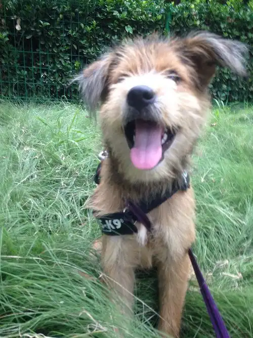 北京活泼漂亮梗犬串串求领养无偿