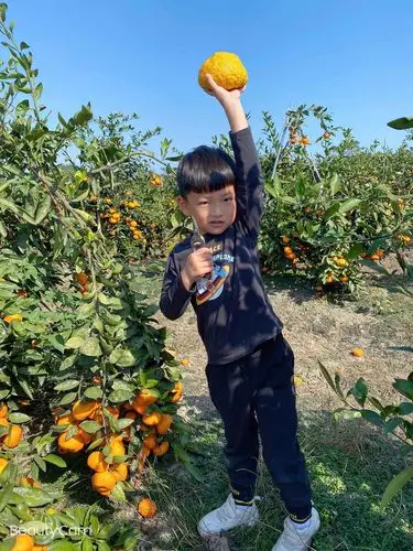 我也摘到橘子咯