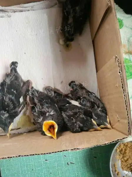 八哥幼鸟,80元一只,需要联系