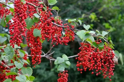 这些高大美丽的树正是刘震近30年的心血所育——"豫济"山桐子.