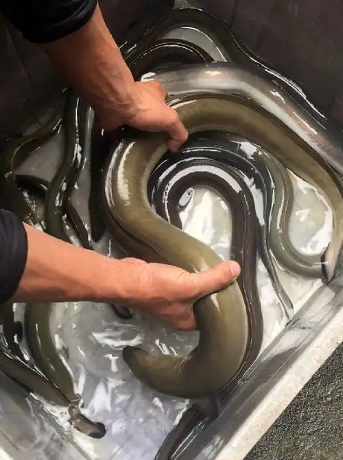 福建长乐村民捕到4斤重罕见流鳗鱼 被1260元价格买走