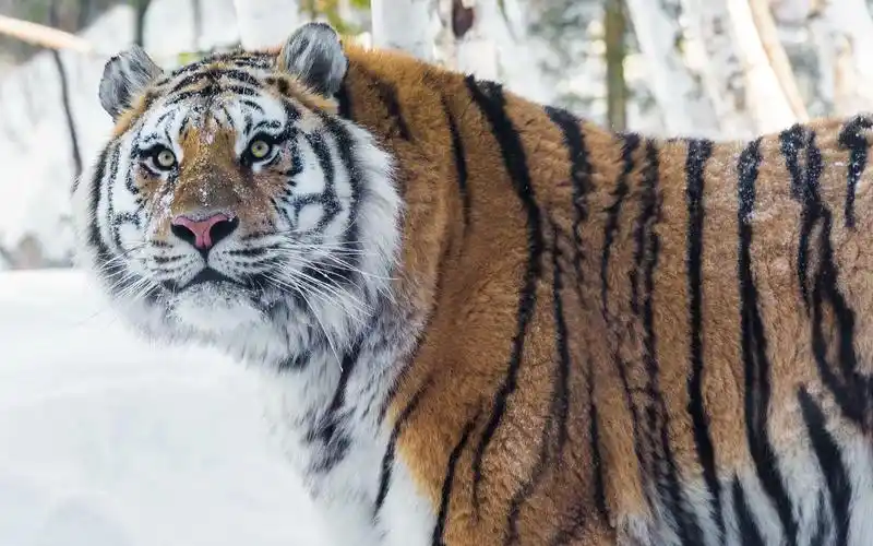 4k高清:雪地里的东北虎,狮子,黑熊,豹,猞猁,狐狸等动物的唯美画面