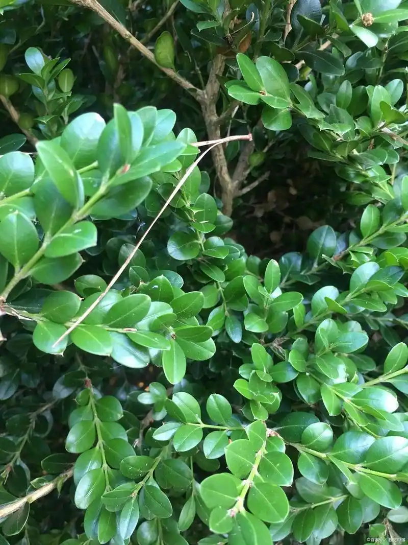 胡椒木养护及注意事项!