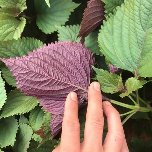 可食用紫苏盆栽紫苏叶烤肉香草薄荷罗勒苗阳台窗台清香绿植庭院子