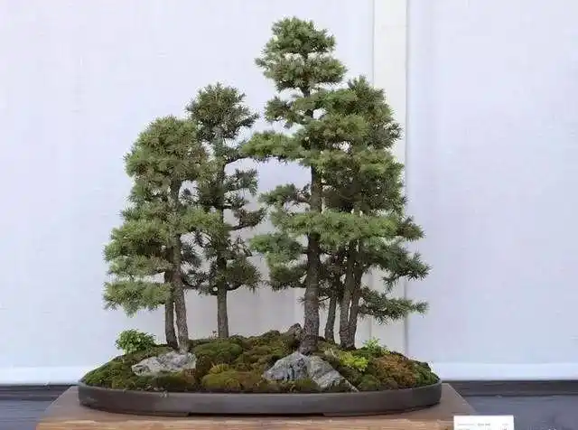 鬼斧神工赏盆景五丛林式盆景