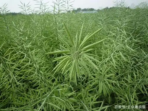 油菜成熟易裂角落粒,可致减产8%-12%,机械收获宜选抗裂角品种