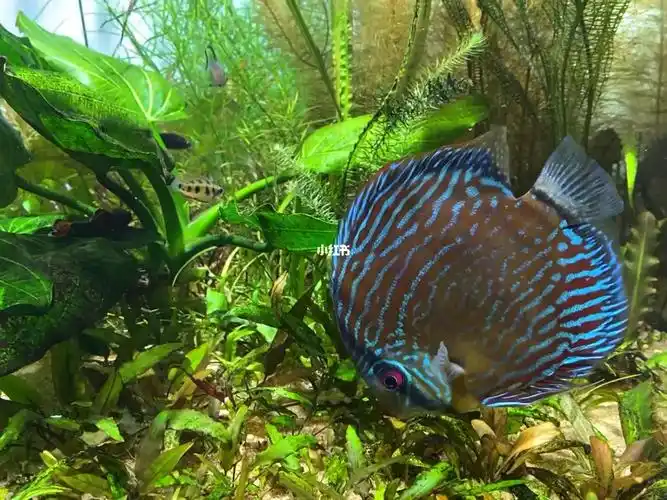 但一定要养好#热带鱼  #水草缸  #生态鱼缸  #鱼缸  #七彩神仙鱼