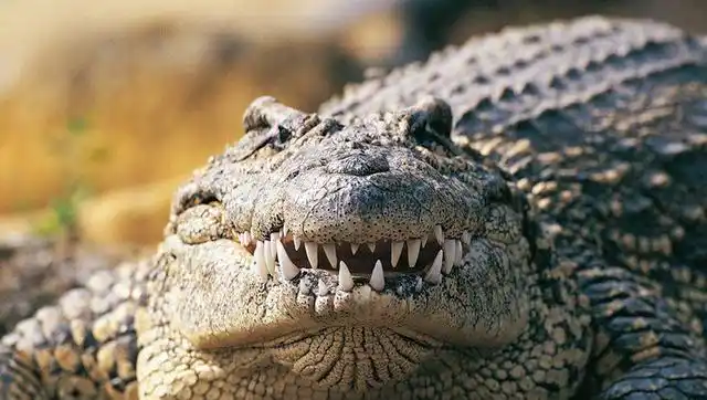 鳄鱼把一只龟生生嚼碎, 吞了下去