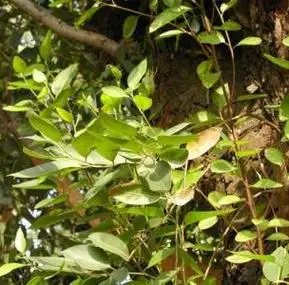 大叶桉叶的功效与作用-图片-禁忌-乡间郎中