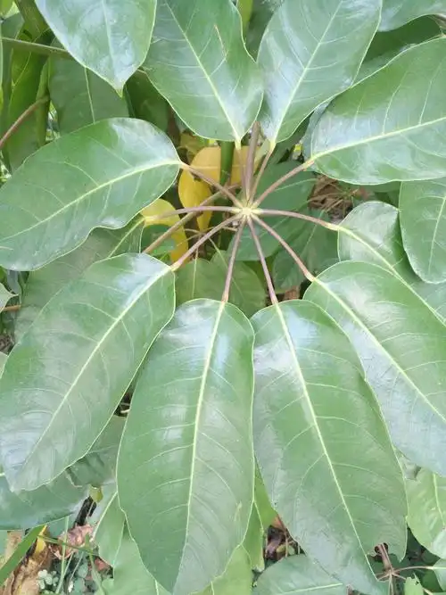 该植物名一一吕宋鹅掌柴,一柄七八个大叶片,是南方的观赏树木.