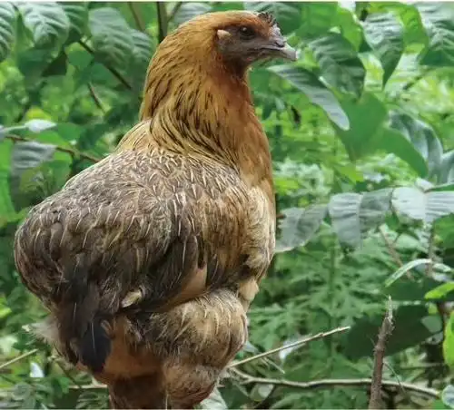 正宗云南镇瓢鸡土鸡茶园跑山鸡孕妇产妇首选,真空冷链包装